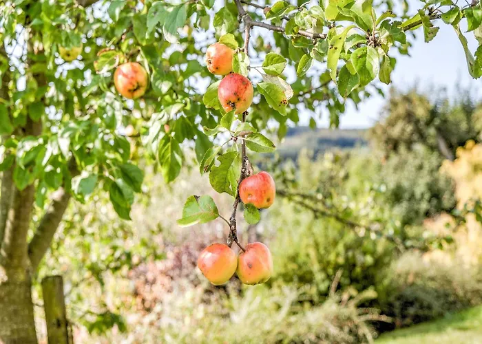 Geraeumiges Am Waldrand Im Sauerland メーデバッハ